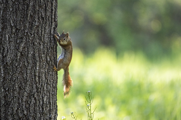 red squirrel