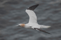 Fast flyer