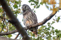 Polk St. Barred Owl 9