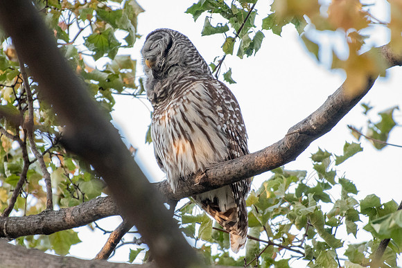 Polk St. Barred Owl 9