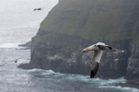 lone gannet against the cliff