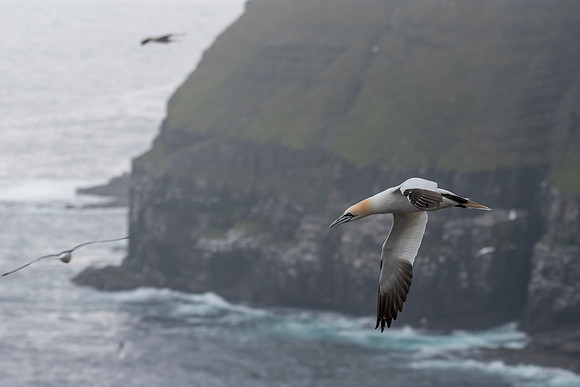 lone gannet against the cliff
