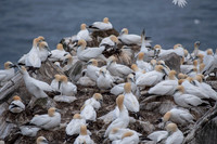 How many chicks can you spot?