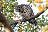 Polk St. Barred Owl  2