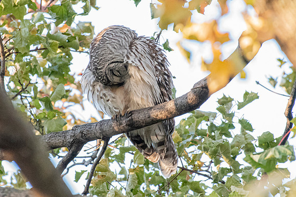 Polk St. Barred Owl 8