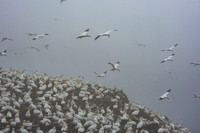 Looking for the nest