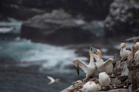 Billing and cooing wide view