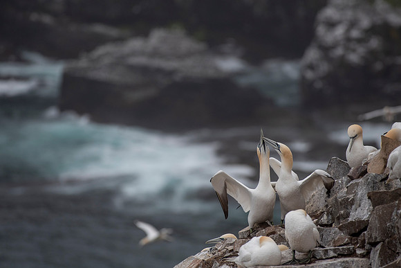 Billing and cooing wide view