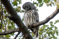 Polk St. Barred Owl 11
