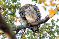 Polk St. Barred Owl 1