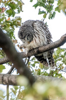 Polk St. Barred Owl 6