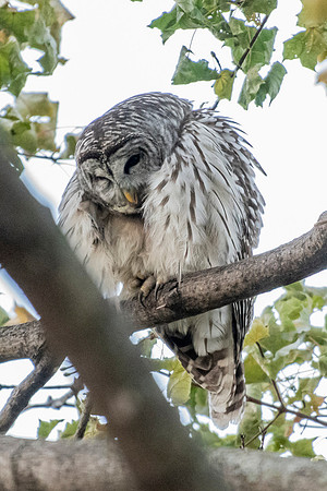 Polk St. Barred Owl 10