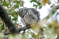 Polk St. Barred Owl 12