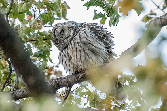 Polk St. Barred Owl 12