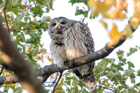 Polk St. Barred Owl 3
