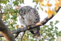 Polk St. Barred Owl 4