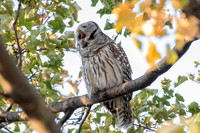 Polk St. Barred Owl 5