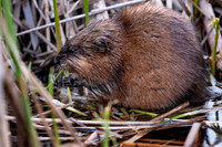 Muskrat Meal