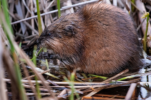 Muskrat Meal