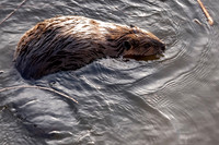 Beaver Bend