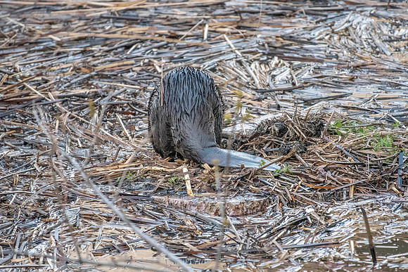 Tail View