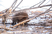Muskrat grooming 2