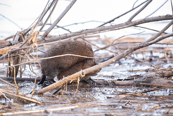 Muskrat grooming 2