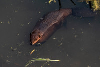 Beaver Dreams