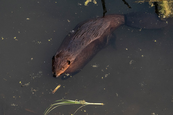 Beaver Dreams