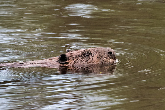 Above Water