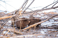 Muskrat grooming 1