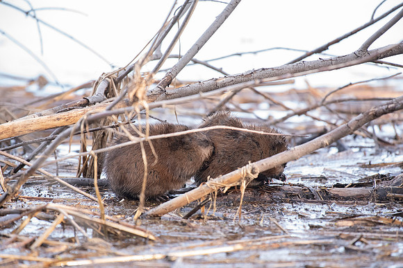 Muskrat grooming 1