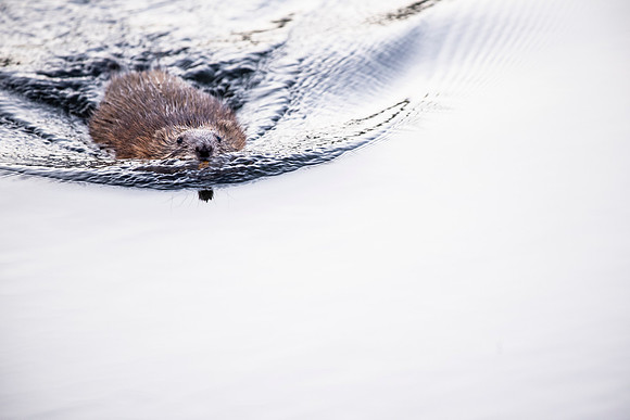 Breaking Calm Water