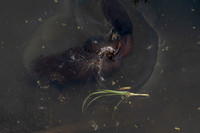 Beaver Swirl