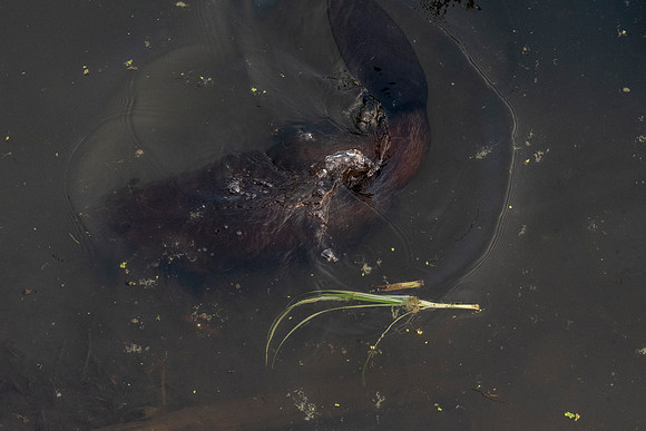 Beaver Swirl