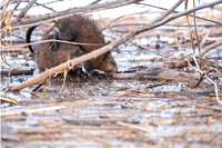 Muskrat grooming 2