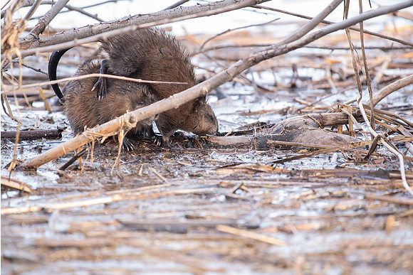 Muskrat grooming 2