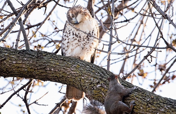 Red-tailed Hawk and Squirrel 5