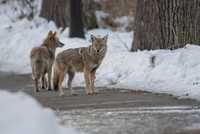 Coyotes