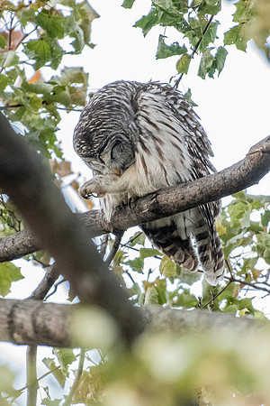 Polk St. Barred Owl 6