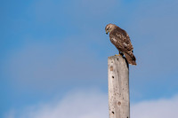 Red-Tailed Hawk Sept 2021