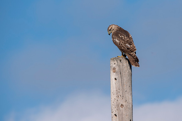 Red-Tailed Hawk Sept 2021