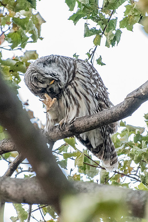 Polk St. Barred Owl 5