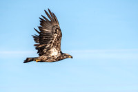 Juvenile Eagle in Flight