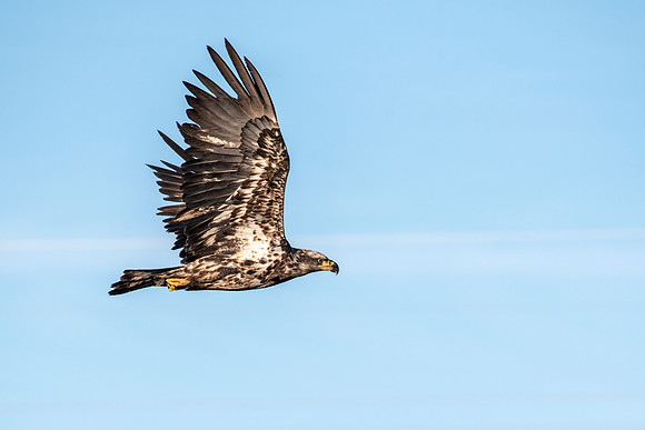 Juvenile Eagle in Flight