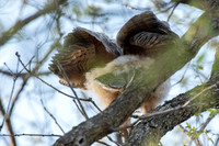Fluffy Butt Great-horned Owlet