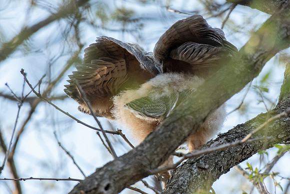 Fluffy Butt Great-horned Owlet