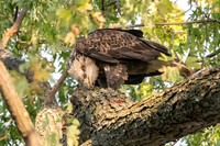 Eagle, St. Anthony Village 1