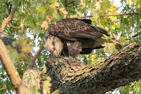 Eagle, St. Anthony Village 1