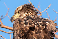 Juvenile Eagle